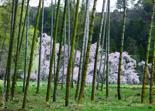 Fototapeta Naklejka Na Ścianę i Meble -  Japanese garden, bamboo and cherry blossom, Kyoto Japan