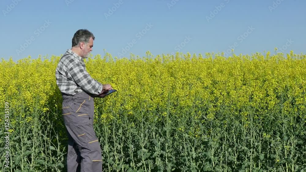 Agronomist or farmer examine blooming canola field, using tablet, rapeseed plant Agronomist or farmer examine blooming canola field, using tablet, rapeseed plant