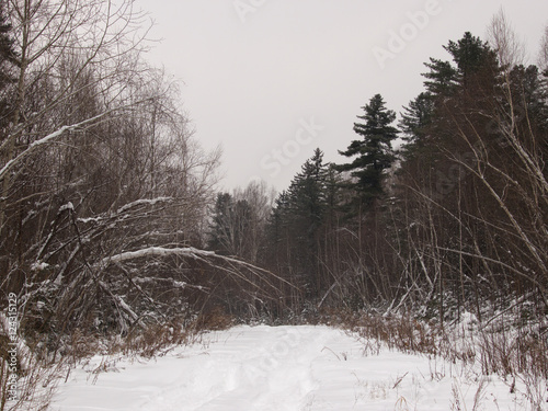 Forest road in the winter evening