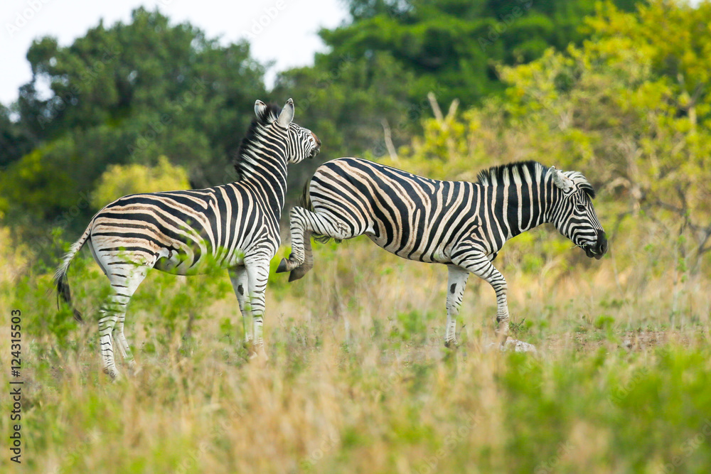 Fototapeta premium Zebra Kicking