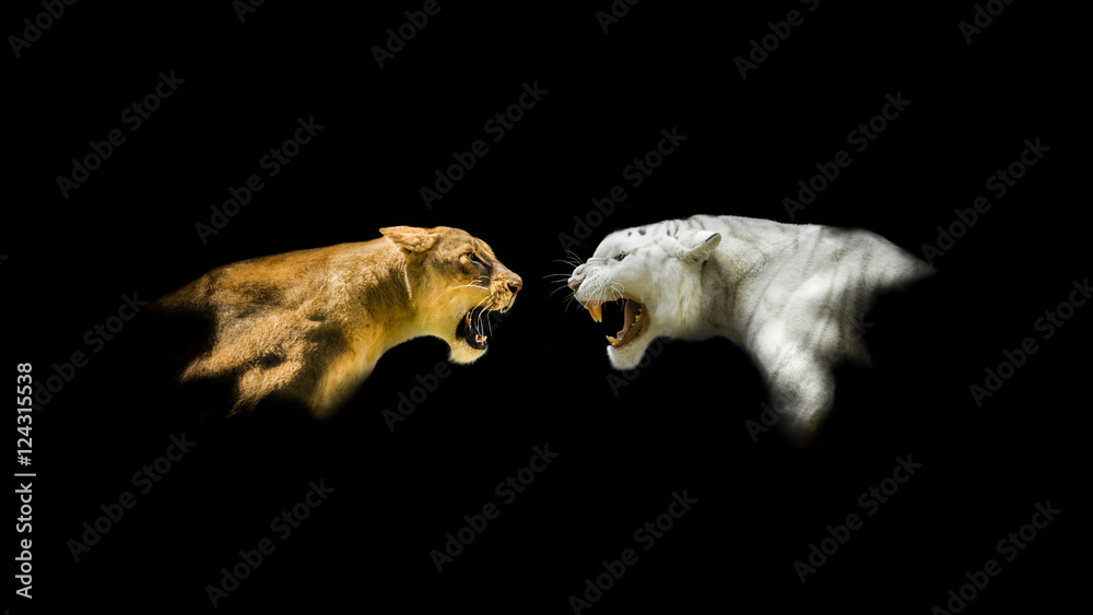 Isolated Lion and White Tiger Roaring Isolated Lion and White Tiger Roaring
