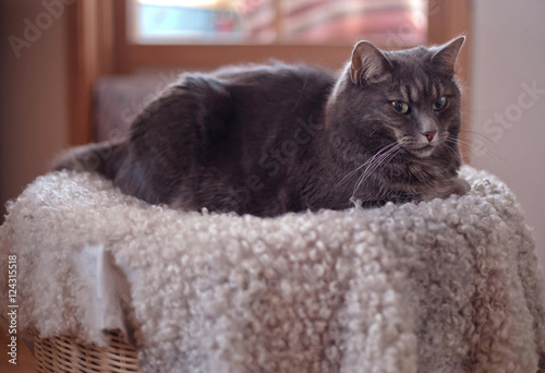 Grey speckled cat  lying on a sheepskin