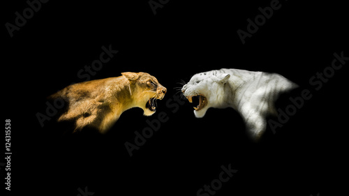 Isolated Lion and White Tiger Roaring