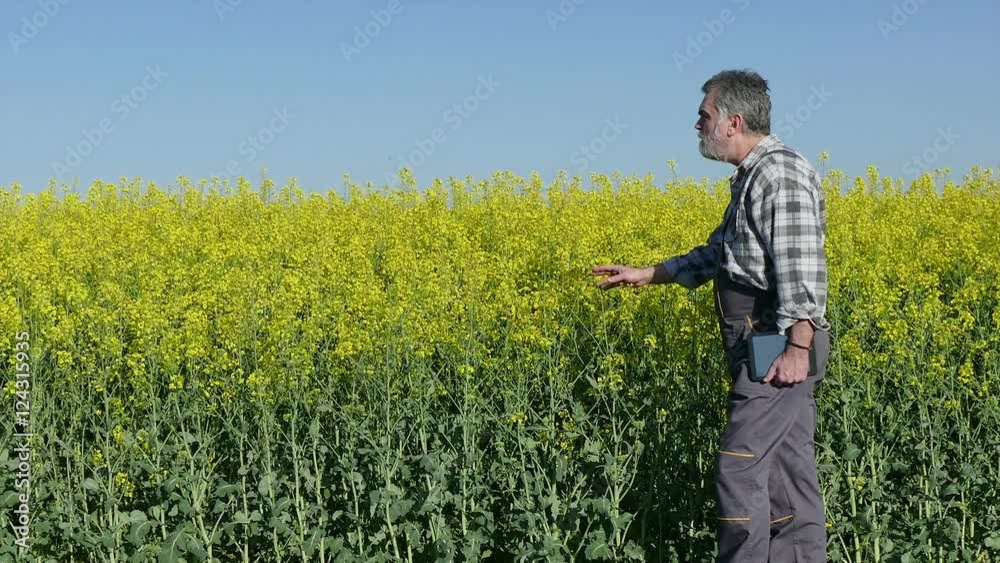 Agronomist or farmer examine blooming canola field, using tablet, rapeseed plant