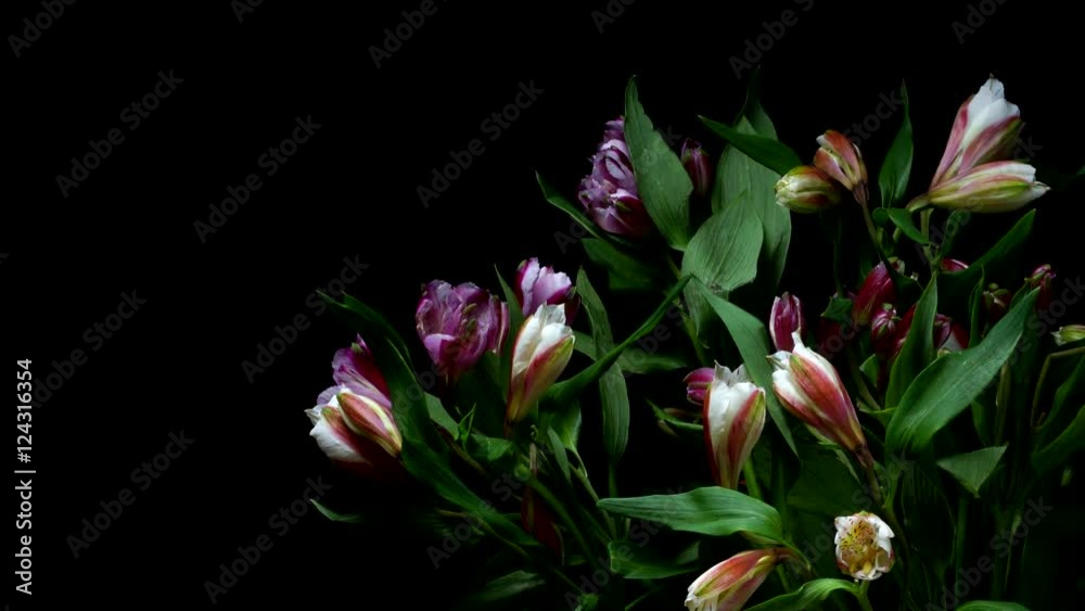Alstroemeria Flower Timelapse