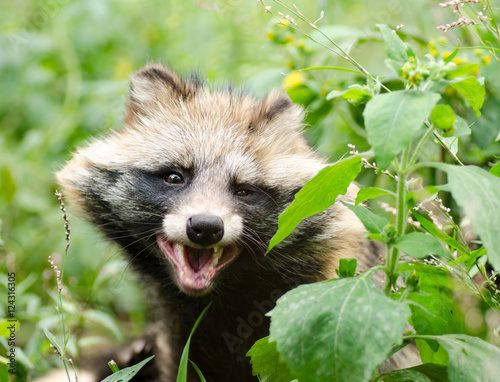Funny face of smiling raccoon dog