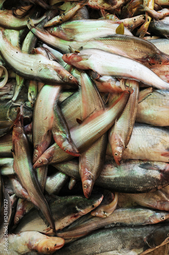 Laos: Frische Mekong-Fische auf dem Markt von Pakse