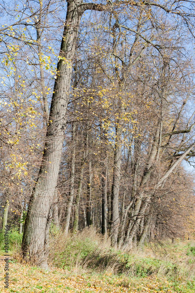 Obraz premium Landscape in the city park in sunny autumn day