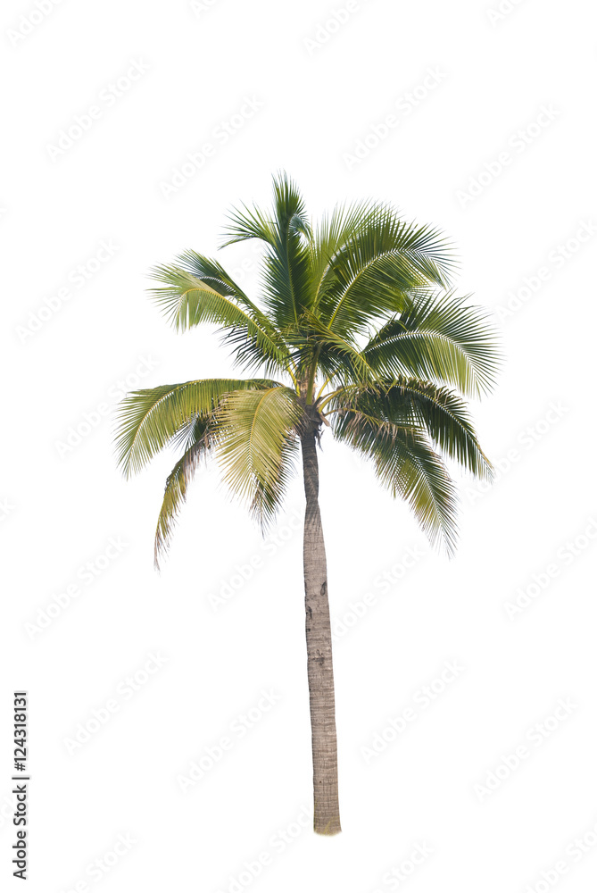 Obraz premium Coconut trees on white background 