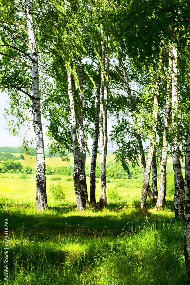 Fototapeta premium summer in birch forest