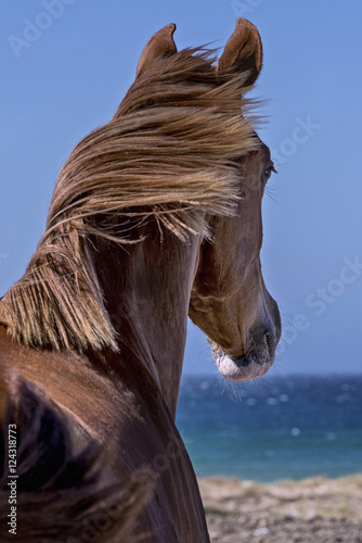 Fototapeta Naklejka Na Ścianę i Meble -  Horse back, overlooking the sea