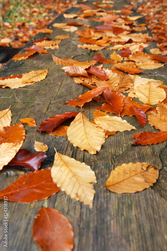 Autumn leaves background