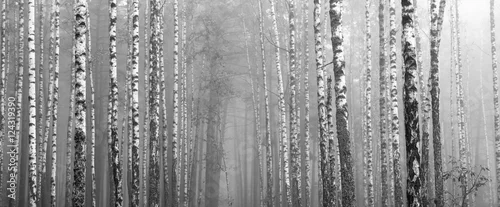 Fototapeta samoprzylepna brzozowy las, czarno-białe zdjęcie, jesienny krajobraz