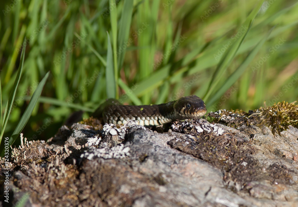 Grass snake Grass snake