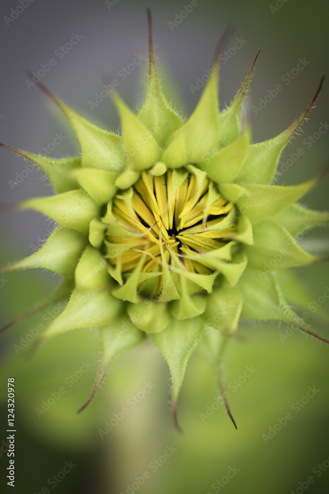 Macro, Sunflower Macro, Sunflower