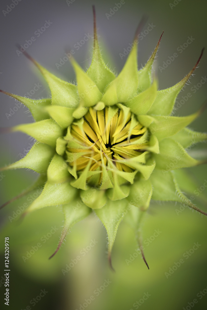 Macro, Sunflower