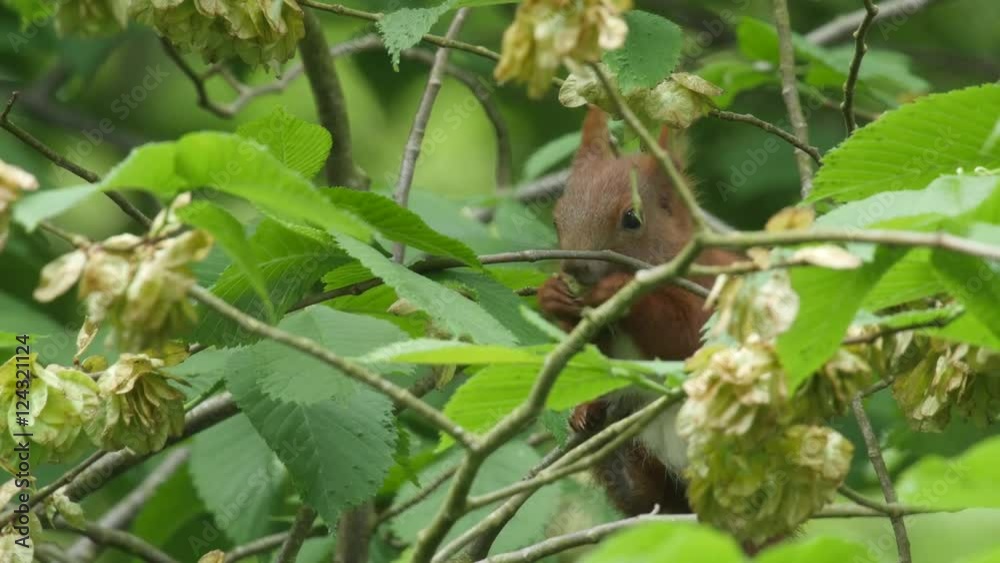 Red squirrel feeding on fruits of an elm tree Red squirrel feeding on fruits of an elm tree