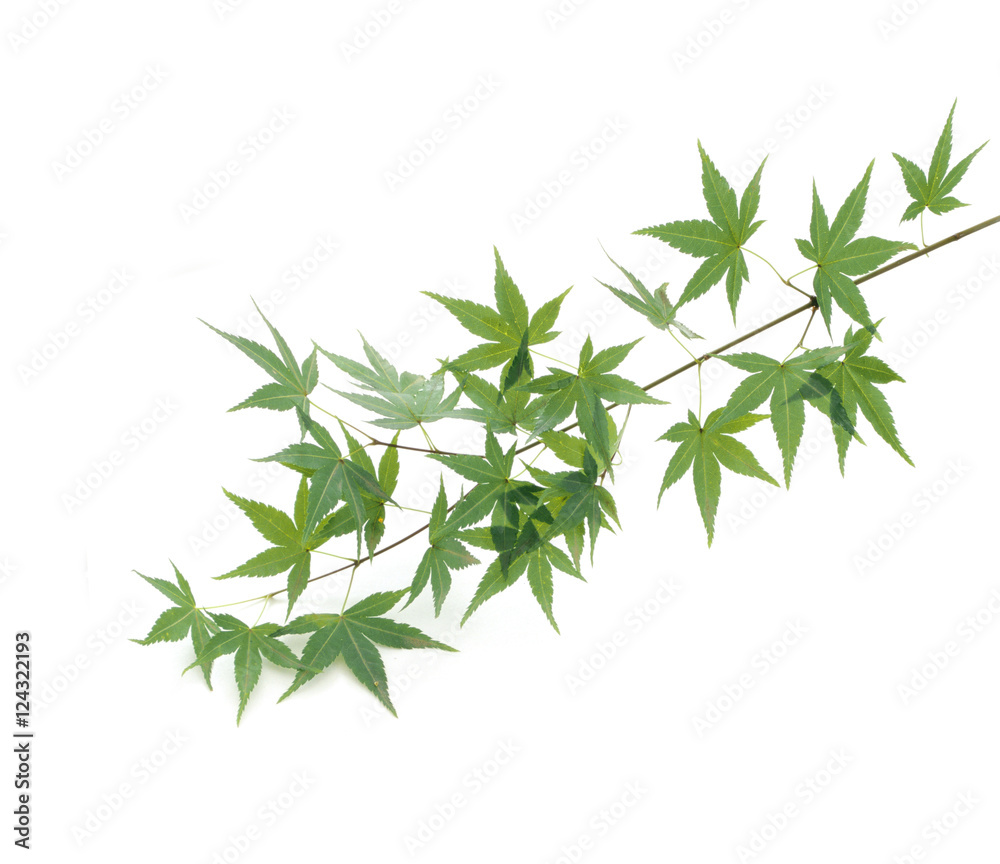 Naklejka premium 枝ともみじの葉