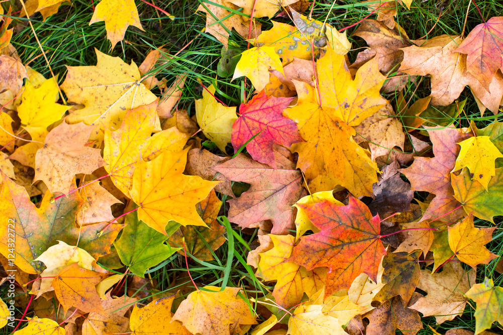 Fallen leaves on green grass, autumn ground texture