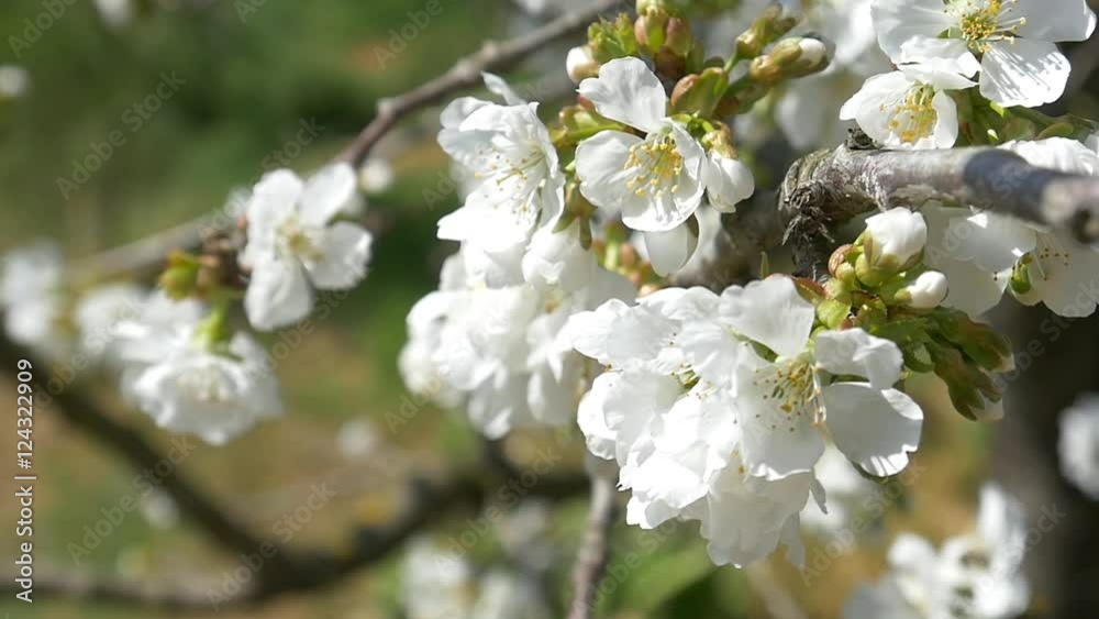 Slow motion bees flying collecting pollen from flowers cherry tree blossom pollinating fruit trees making honey close up honeycomb bee working on sunny day and warm weather with blue sky Slow motion bees flying collecting pollen from flowers cherry tree blossom pollinating fruit trees making honey close up honeycomb bee working on sunny day and warm weather with blue sky
