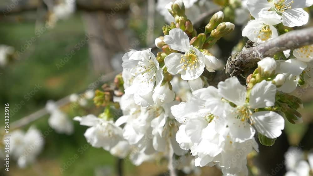 Slow motion bees flying collecting pollen from flowers cherry tree blossom pollinating fruit trees making honey close up honeycomb bee working on sunny day and warm weather with blue sky Slow motion bees flying collecting pollen from flowers cherry tree blossom pollinating fruit trees making honey close up honeycomb bee working on sunny day and warm weather with blue sky