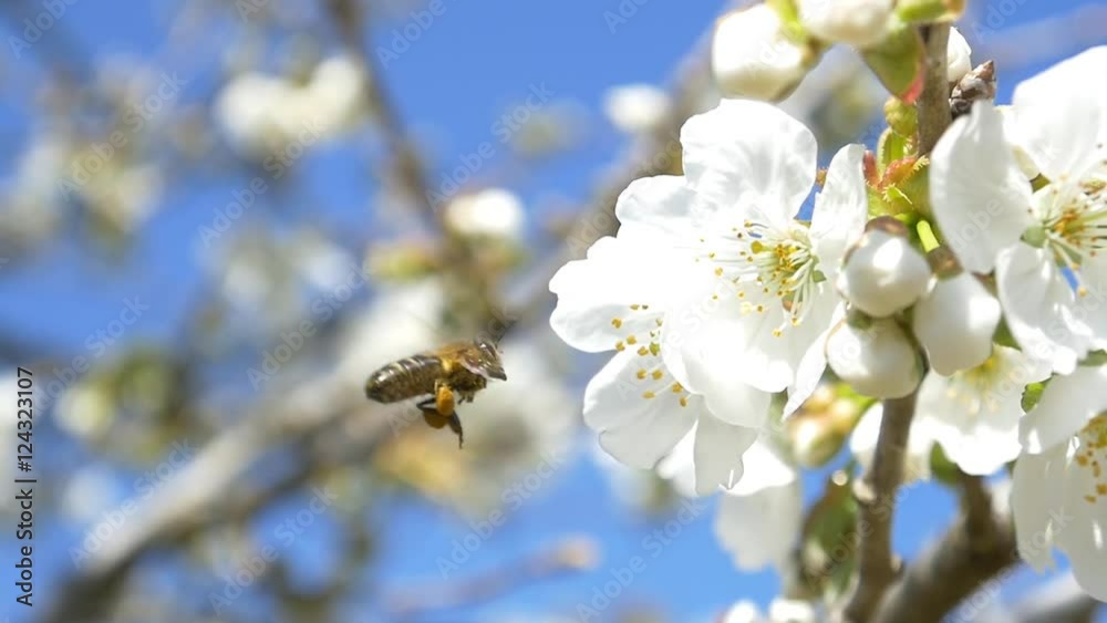 Slow motion bees flying collecting pollen from flowers cherry tree blossom pollinating fruit trees making honey close up honeycomb bee working on sunny day and warm weather with blue sky
