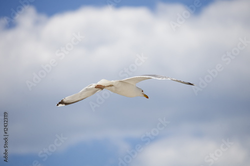 Fototapeta Naklejka Na Ścianę i Meble -  White seagull on blue sky