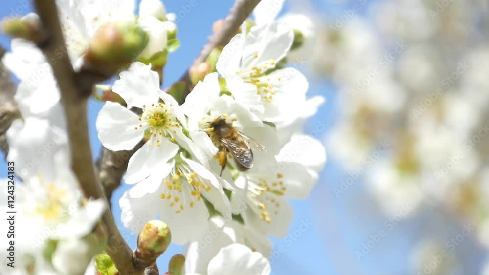 Slow motion bees flying collecting pollen from flowers cherry tree blossom pollinating fruit trees making honey close up honeycomb bee working on sunny day and warm weather with blue sky Slow motion bees flying collecting pollen from flowers cherry tree blossom pollinating fruit trees making honey close up honeycomb bee working on sunny day and warm weather with blue sky
