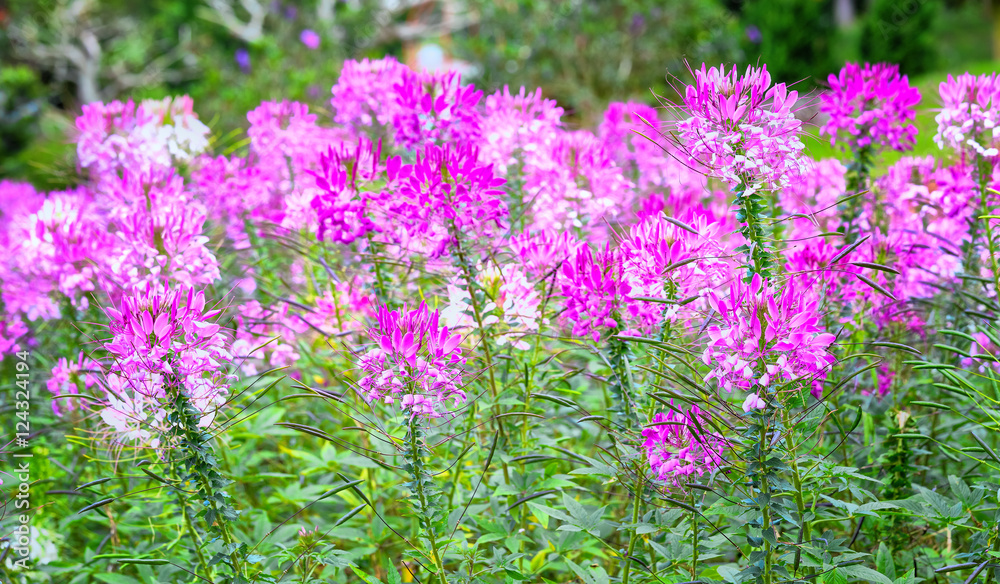 Obraz premium Beautiful pink spider flower in the garden