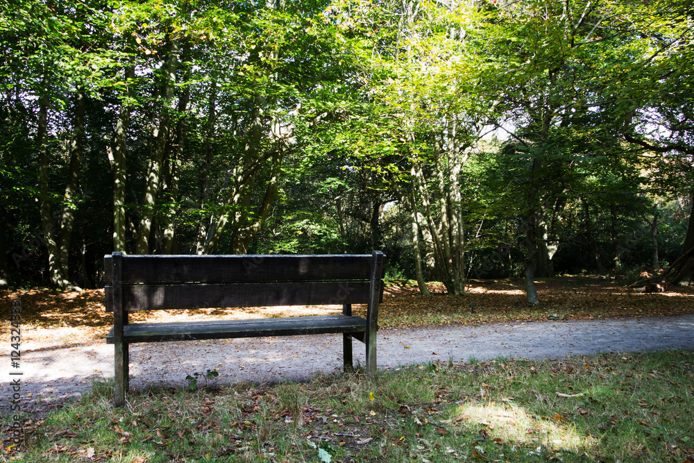 Woodland scene at the start of autumn Woodland scene at the start of autumn
