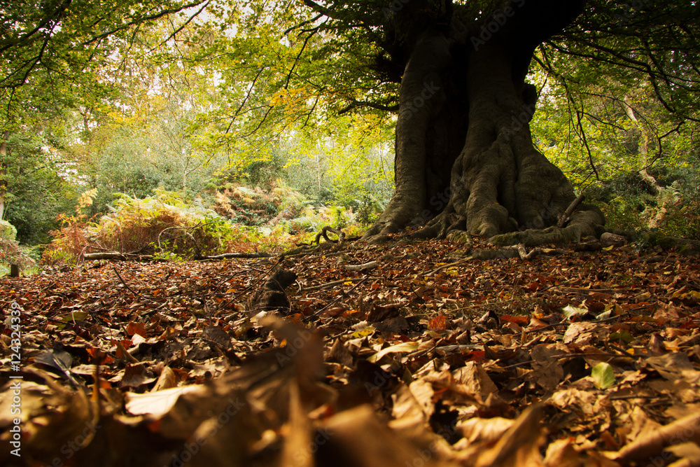 Woodland scene at the start of autumn