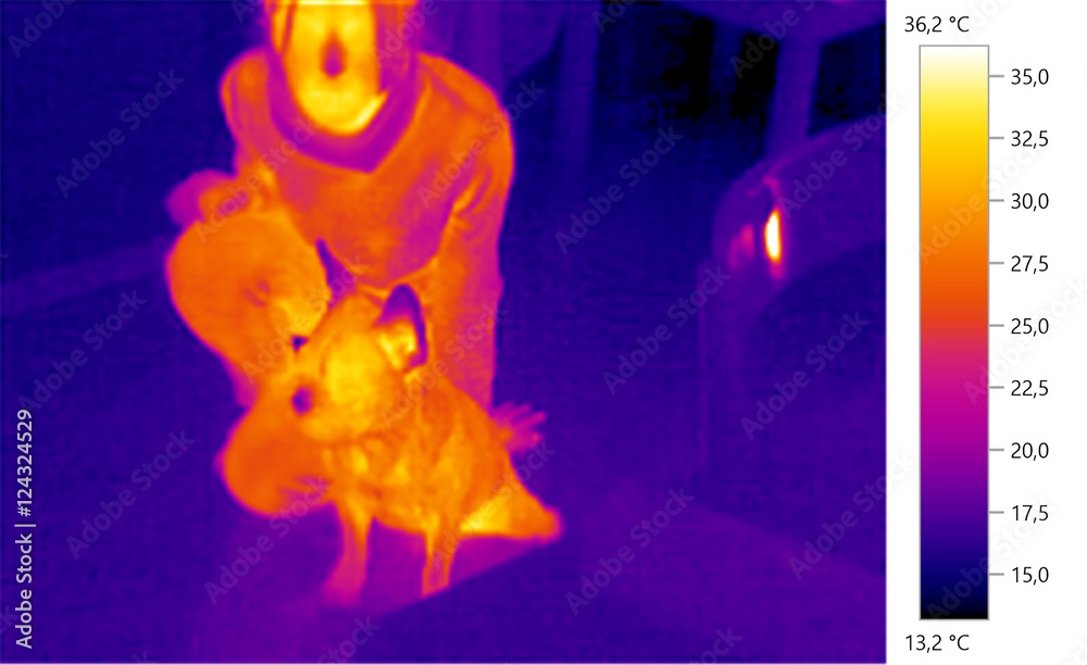 Fototapeta thermal image photo, french bulldog whith person, color scale