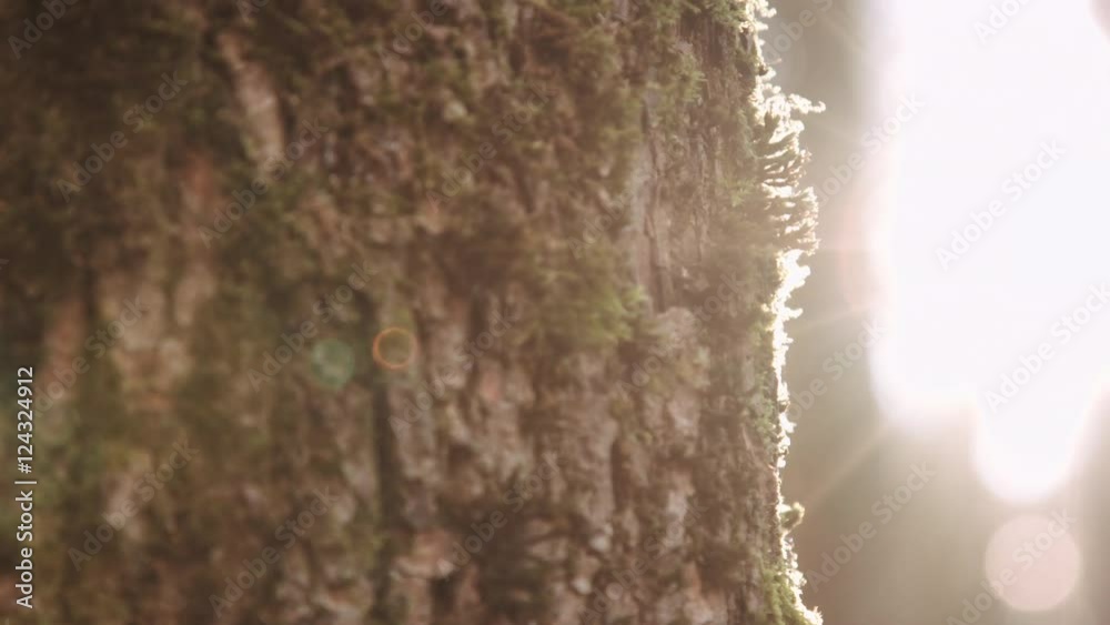 Cropped close up tree bark back lit on background of blurred morning forest.
