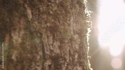 Cropped close up tree bark back lit on background of blurred morning forest.