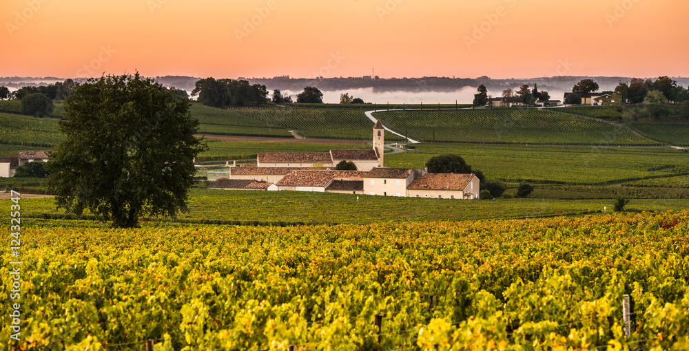 Saint Emilion Vineyard Sunrise, Bordeaux Wine