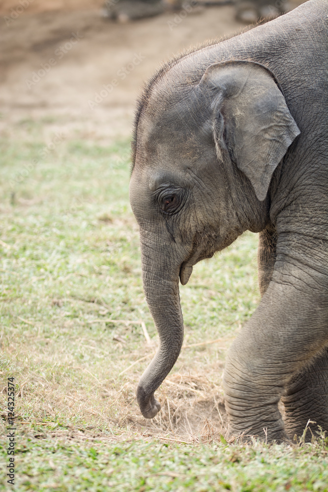 Fototapeta premium baby elephant in the Elephant Breeding Centre, Sauraha, Nepal