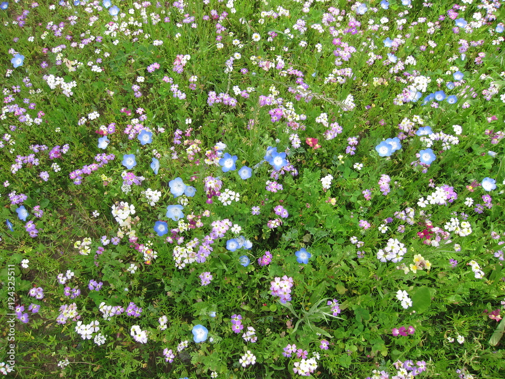 Field of flowers