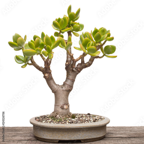 Pfennigbaum (Crassula ovata) als Bonsai Baum