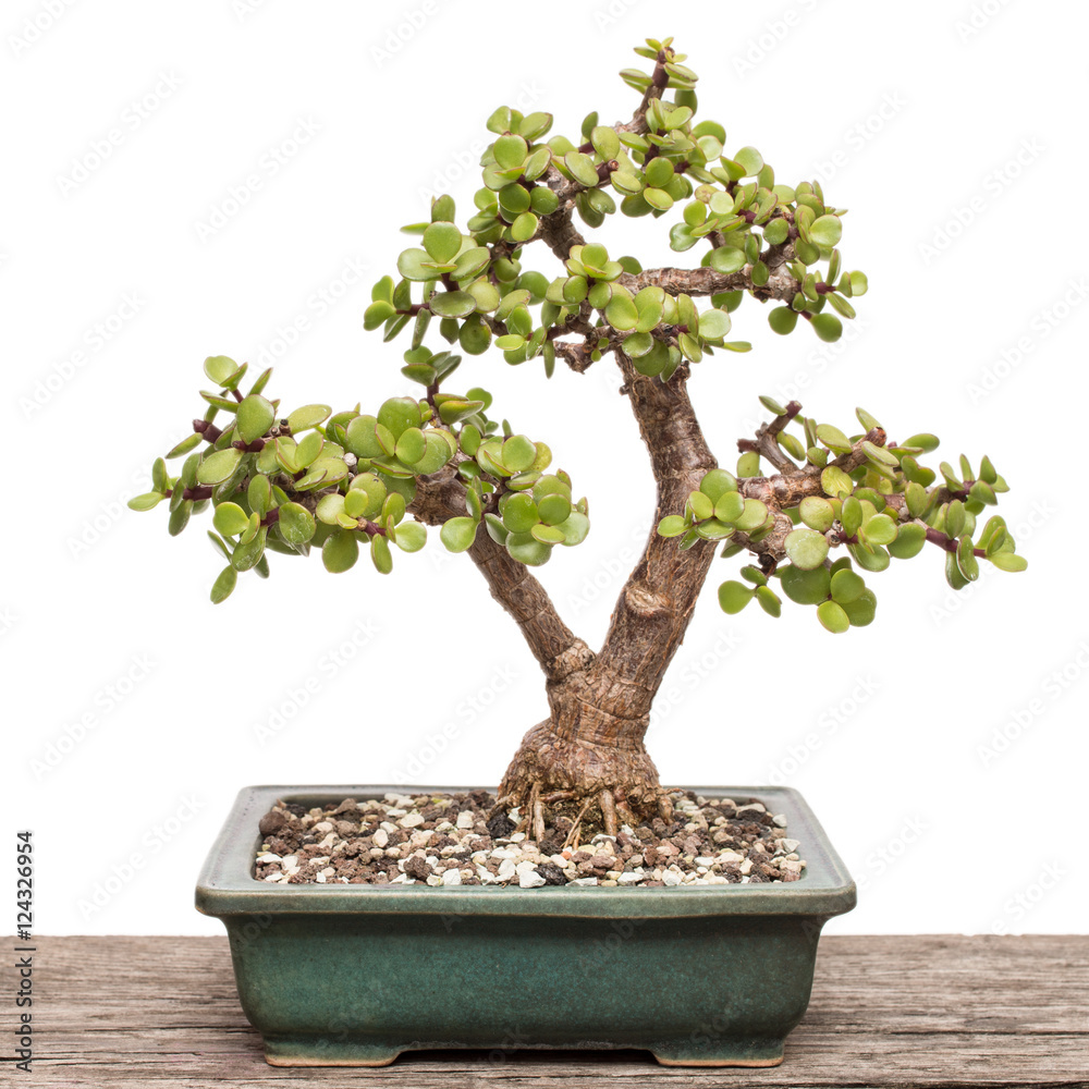Speckbaum (Portulacaria afra) als Bonsai Baum Stock Photo | Adobe Stock