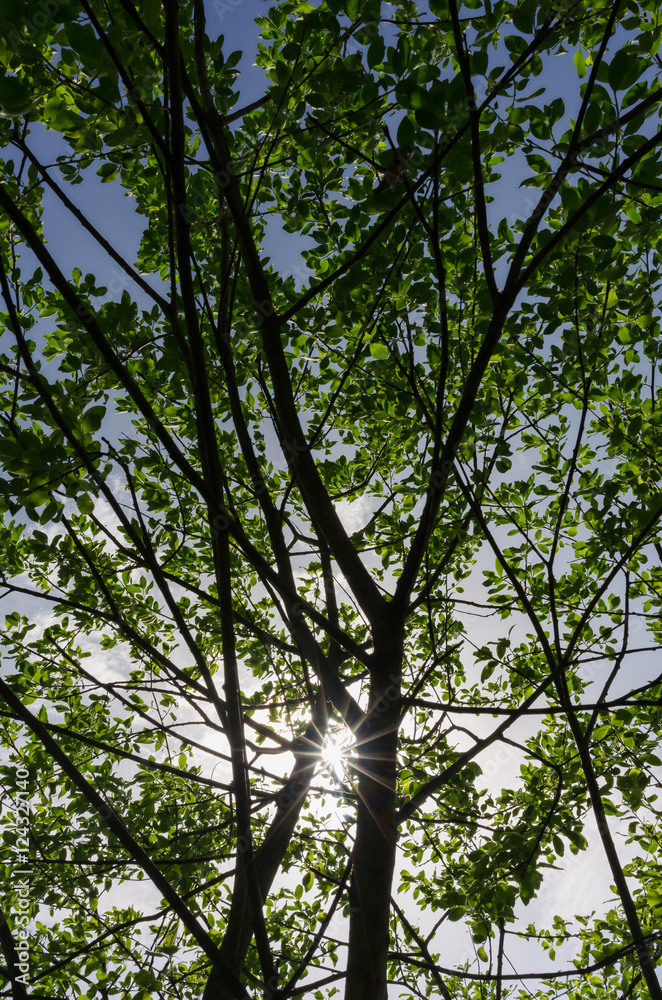 Fototapeta premium sun beams through the leaves of a tree