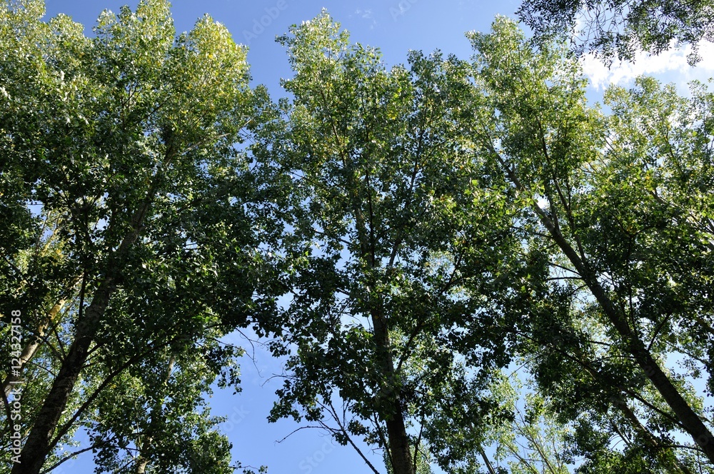 Poplars Poplars