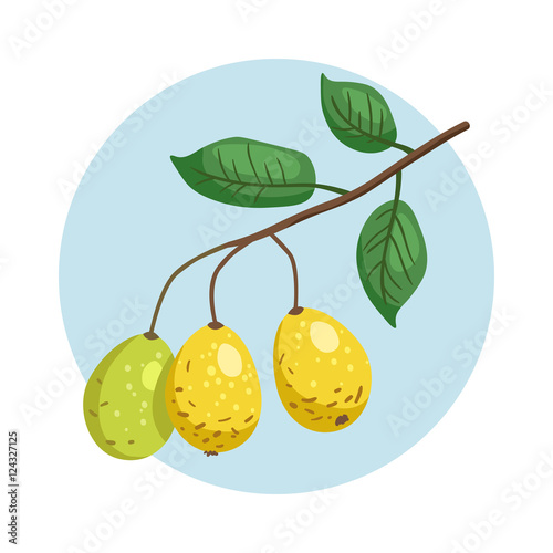 Vector icon of branch with marula fruits. Eco organic diet food. Exotic fruit of Africa - Sclerocarya birrea. photo