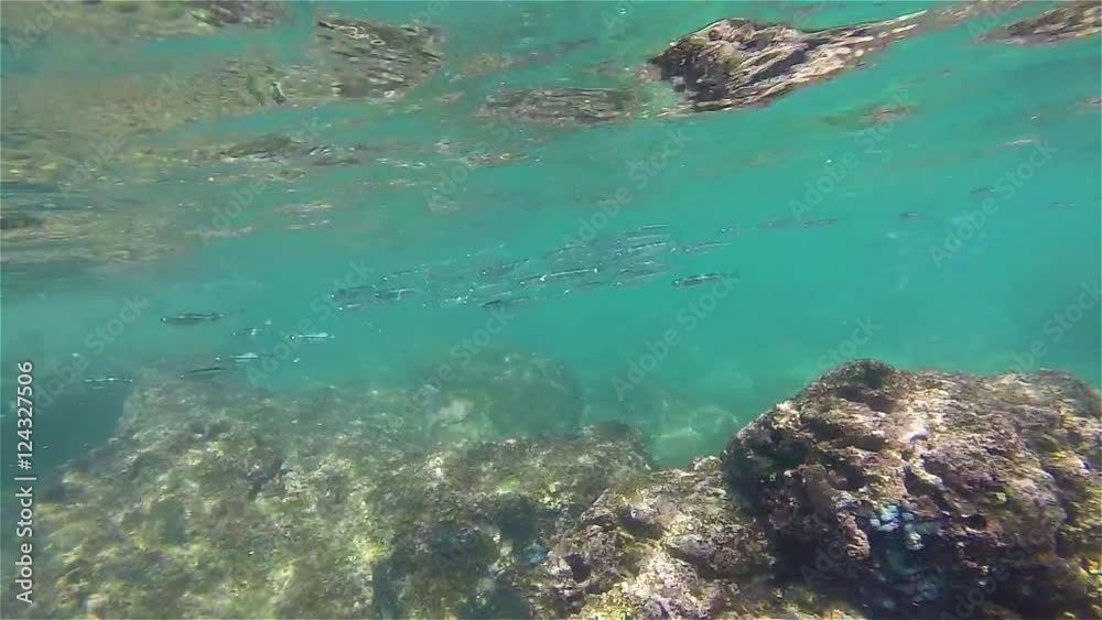 Point of View Snorkeling into crystal clear blue ocean Point of View Snorkeling into crystal clear blue ocean