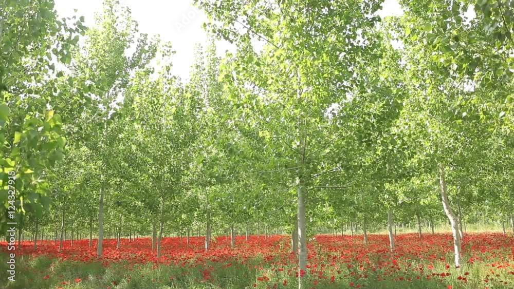 Beautiful field full of red flowers and green trees Poppy Field ... Beautiful field full of red flowers and green trees Poppy Field ...