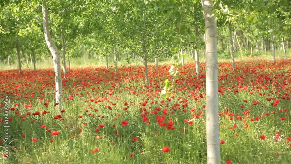 Beautiful field full of red flowers and green trees Poppy Field Tracking shot spring background, nature landscape, summer feel, fresh new crops Impressive field of flowers colorful background Beautiful field full of red flowers and green trees Poppy Field Tracking shot spring background, nature landscape, summer feel, fresh new crops Impressive field of flowers colorful background