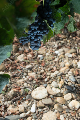 Closeup on Fresh Grapes in Bordeaux vineyards
