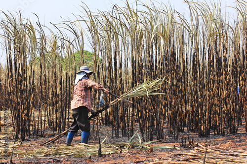 The workers are harvesting the sugarcane 