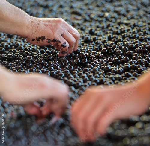 Grape harvest, red bay on the sorting table photo