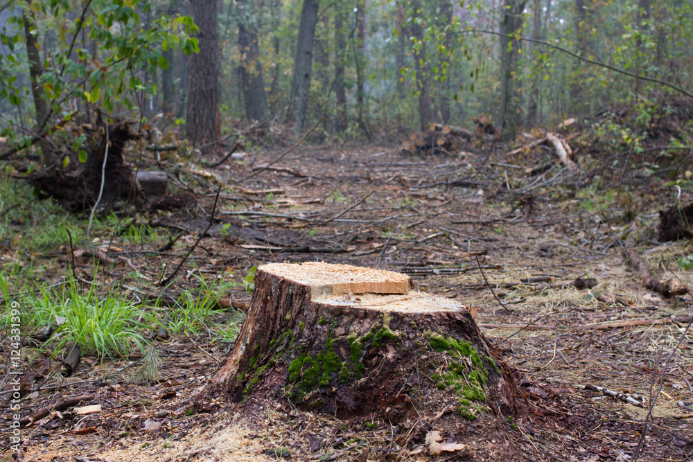 Pine stump, result of tree felling. Total deforestation, cut forest