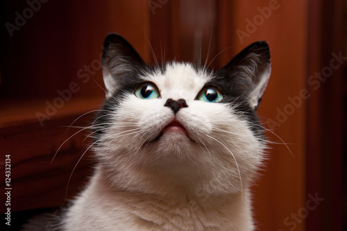 Любопытный кот